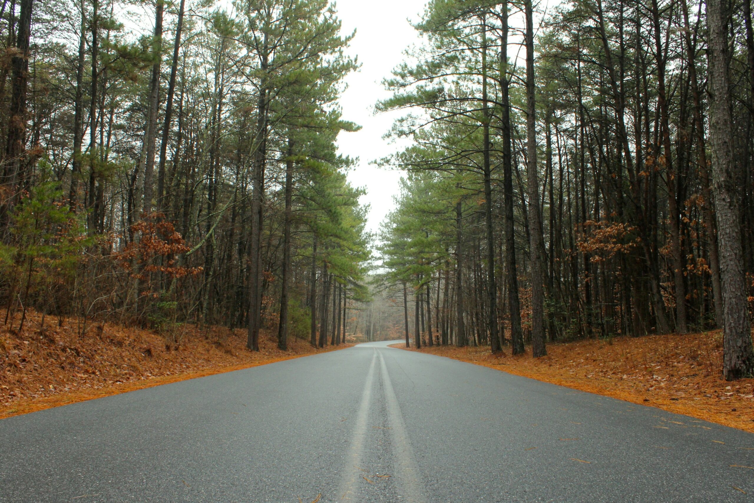 Cheapest car insurance in Greenville, North Carolina (May 2025)